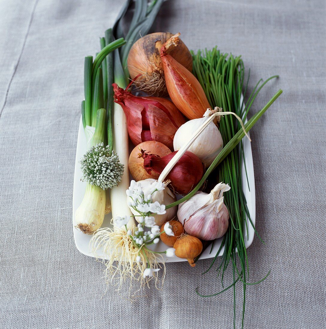 Bulb Vegetable Still Life