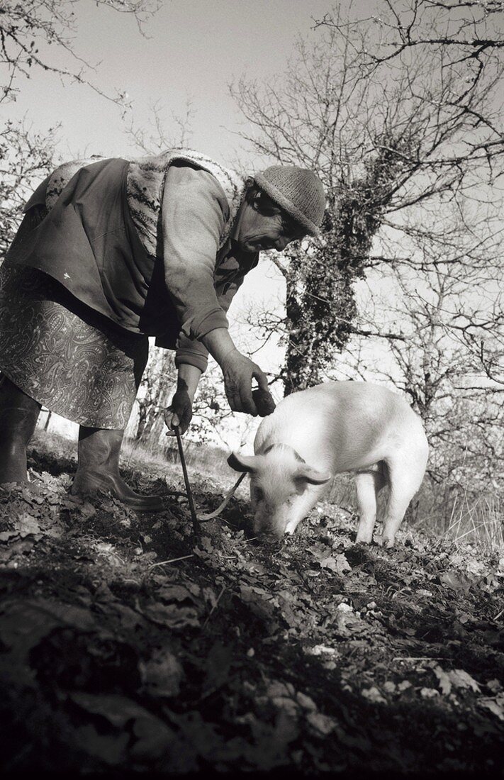 Farmer's wife with truffle pig hunting truffles