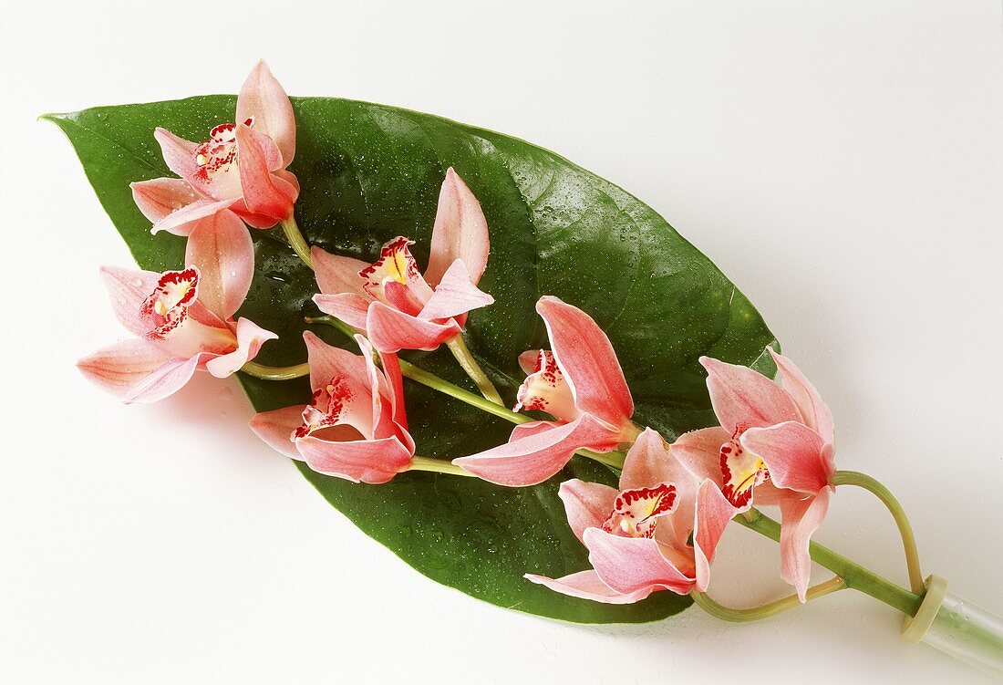 Stengel mit Orchideenblüten und grünem Blatt