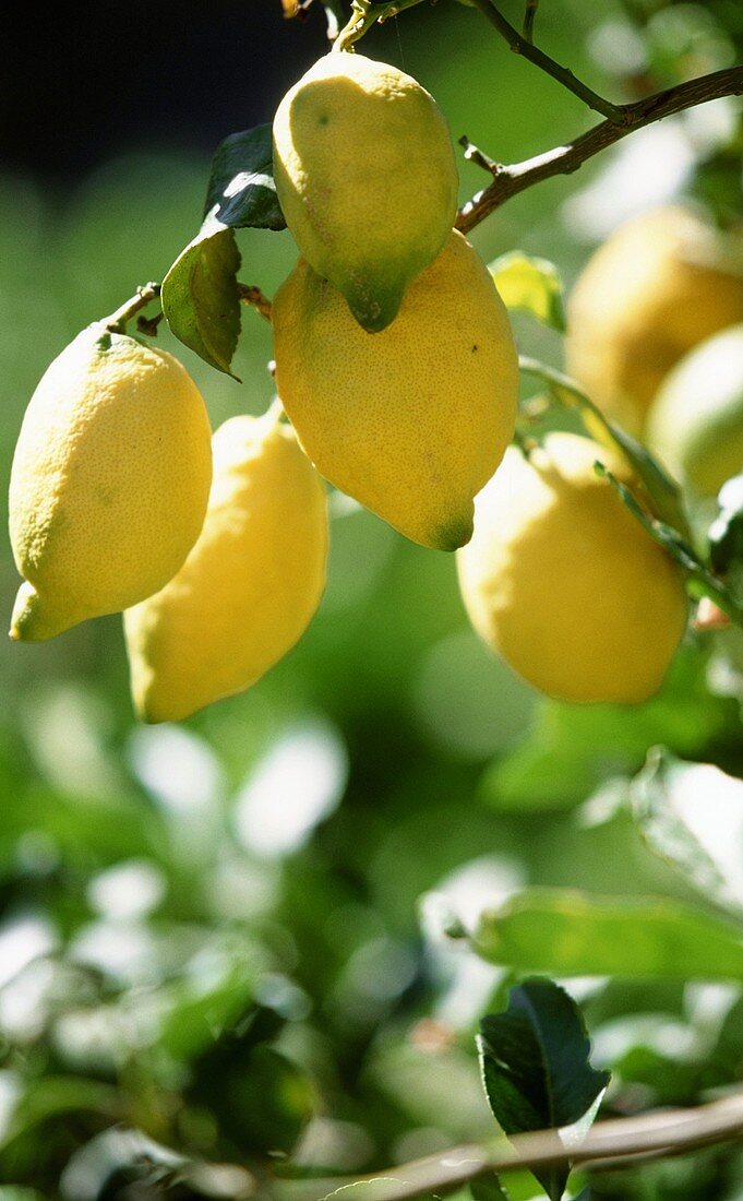 Lemons Growing on a Tree