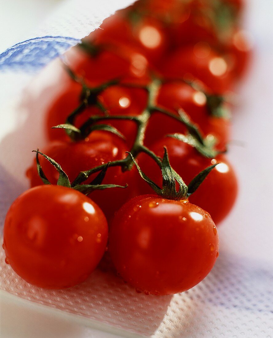 Strauchtomaten mit Wassertropfen auf Küchenkrepp