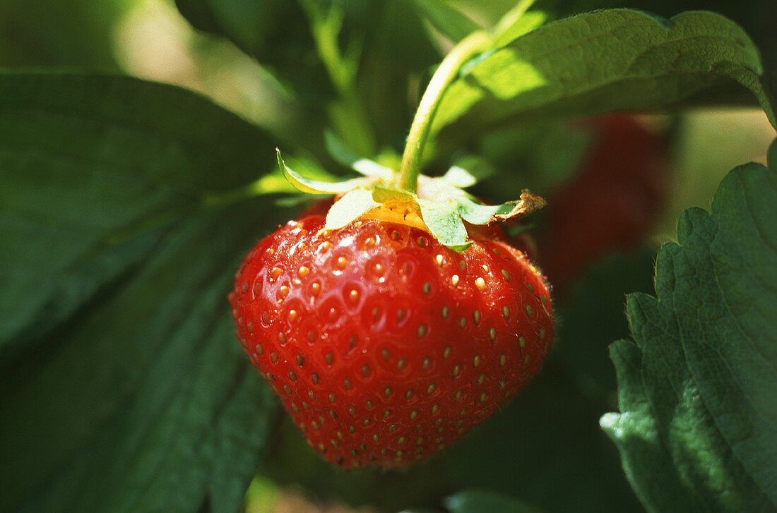 A strawberry on the plant
