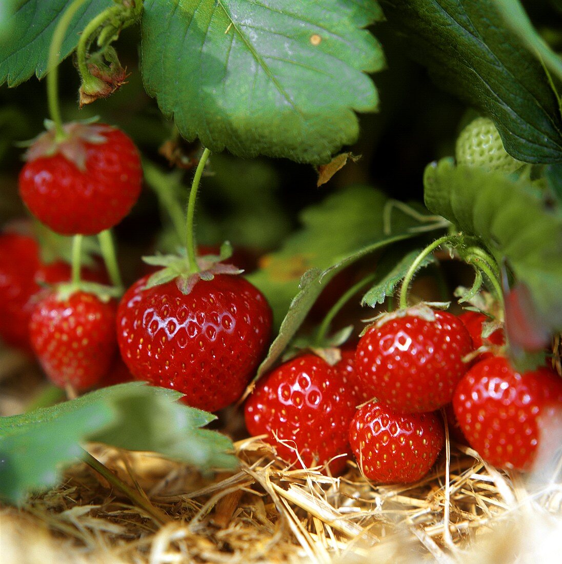 Ripe strawberries on the plant
