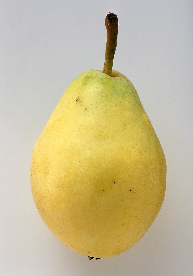 A yellow Santa Maria pear