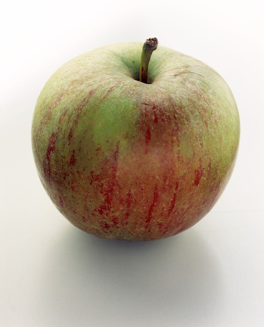 Ein Apfel der Sorte Cortland