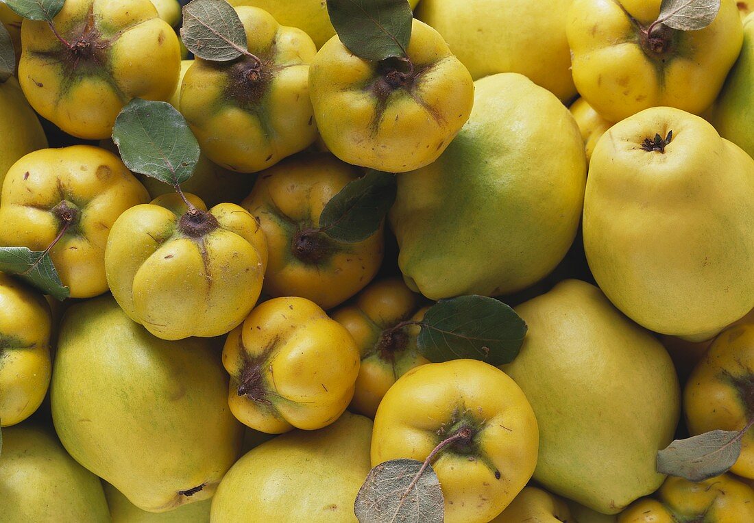 Many quinces (filling the picture)