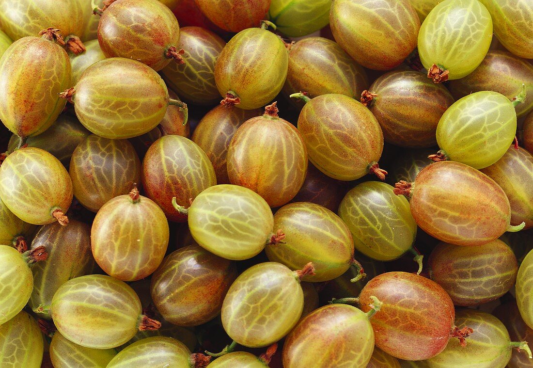 Many gooseberries (filling the picture)