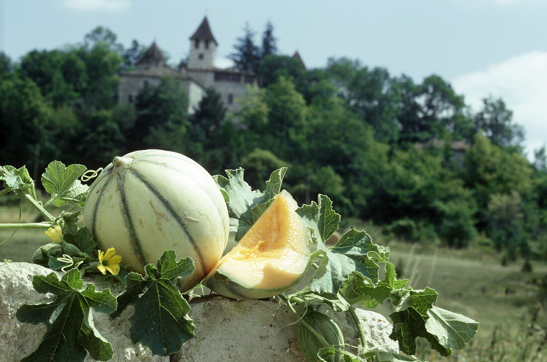 Charentais-Melone und Melonenschnitz auf Mauer im Freien