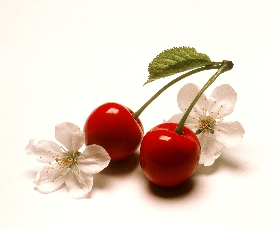 A pair of cherries and cherry blossom