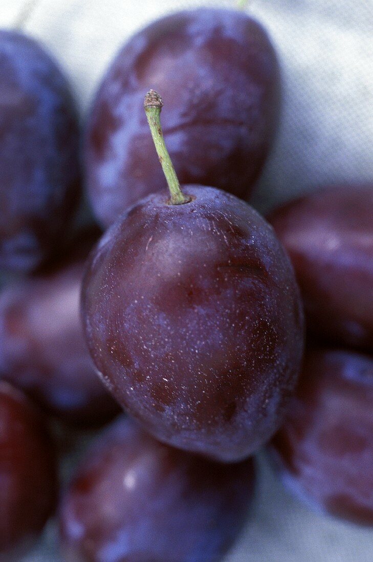 Damson Plums Close Up