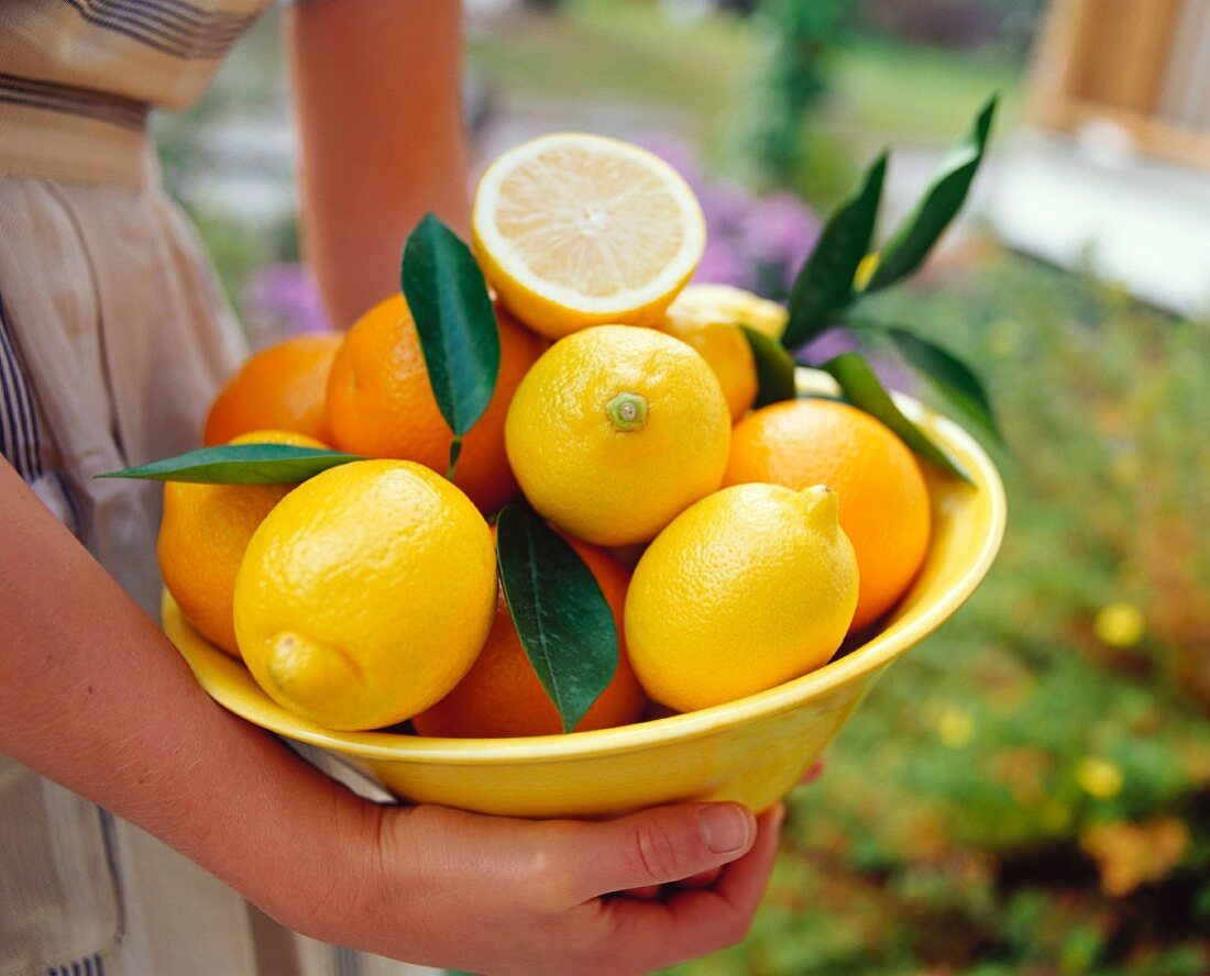 Hands holding a bowl of oranges and lemons