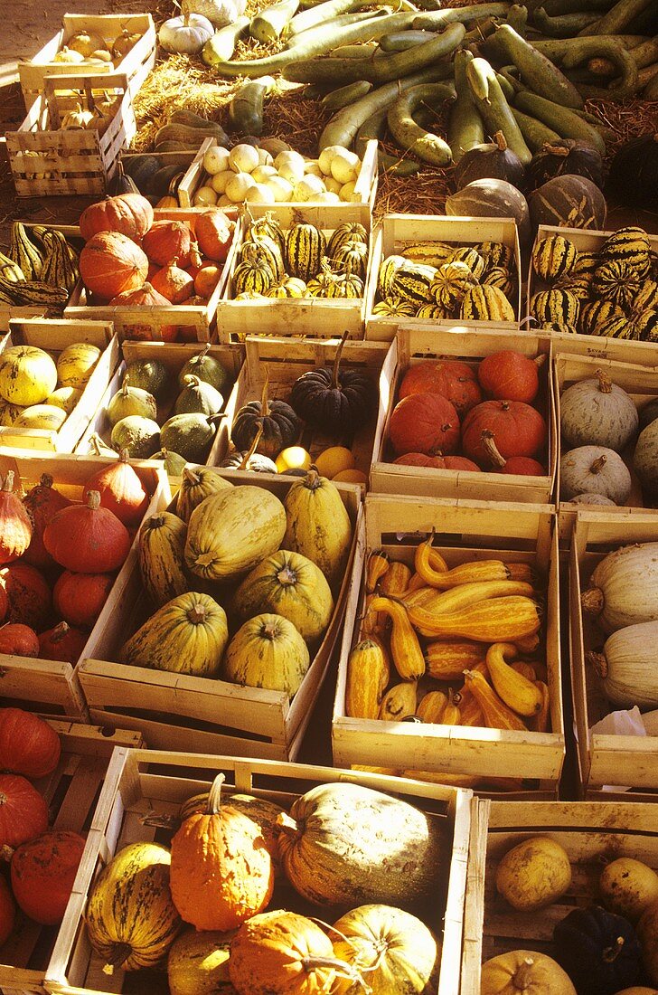 Various types of pumpkin in crates