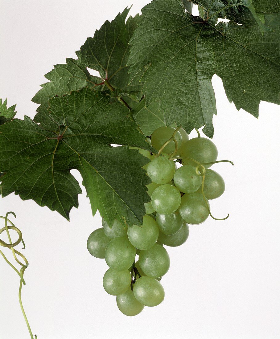 Green grapes with leaves