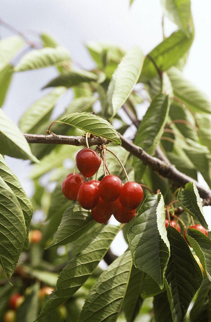 Ripe cherries on the tree