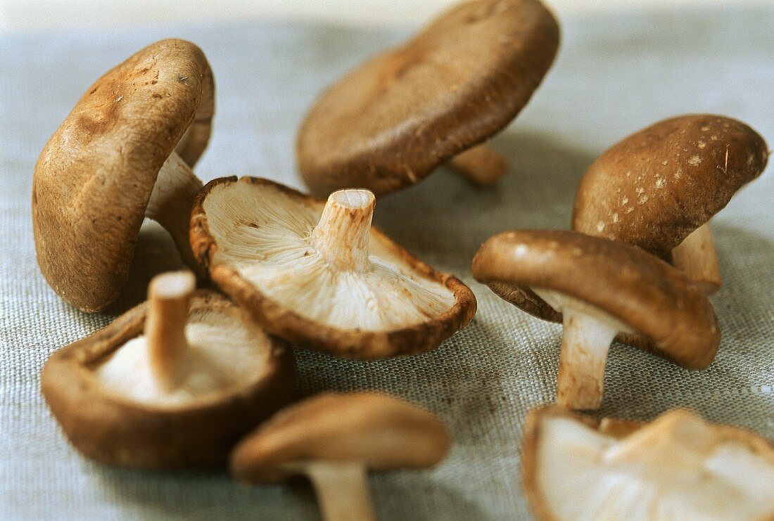 Several shiitake mushrooms