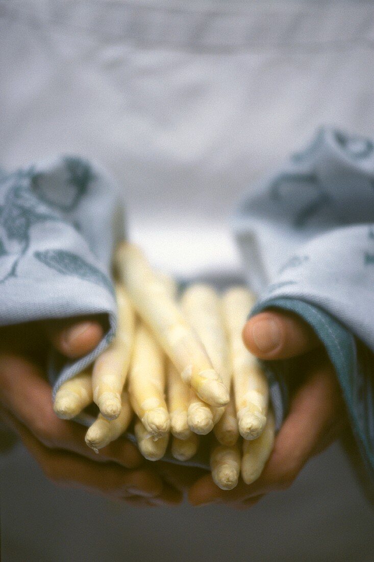 Hands Holding White Asparagus