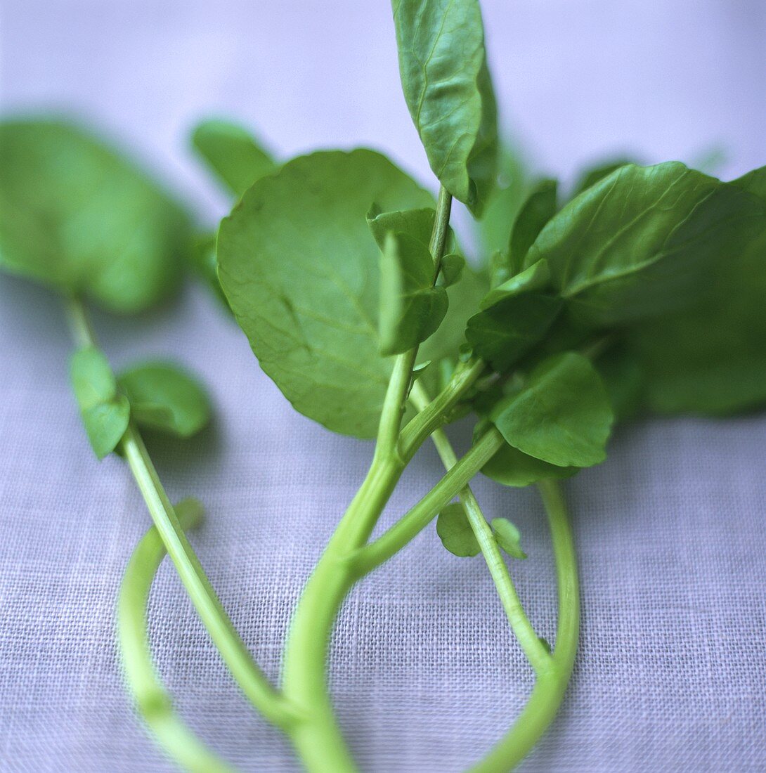 Watercress