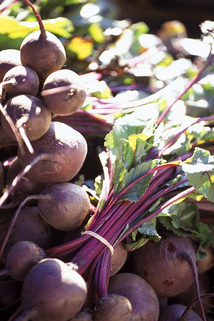 Freshly Picked Beets