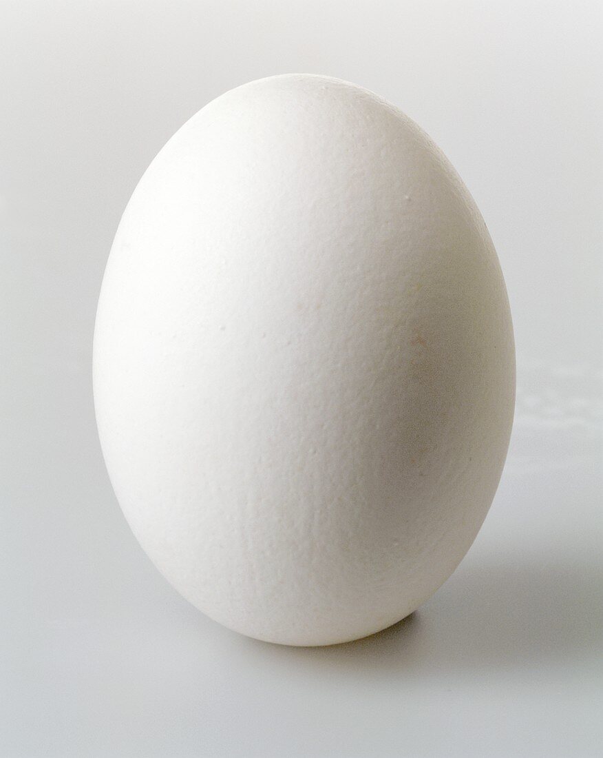 One White Egg