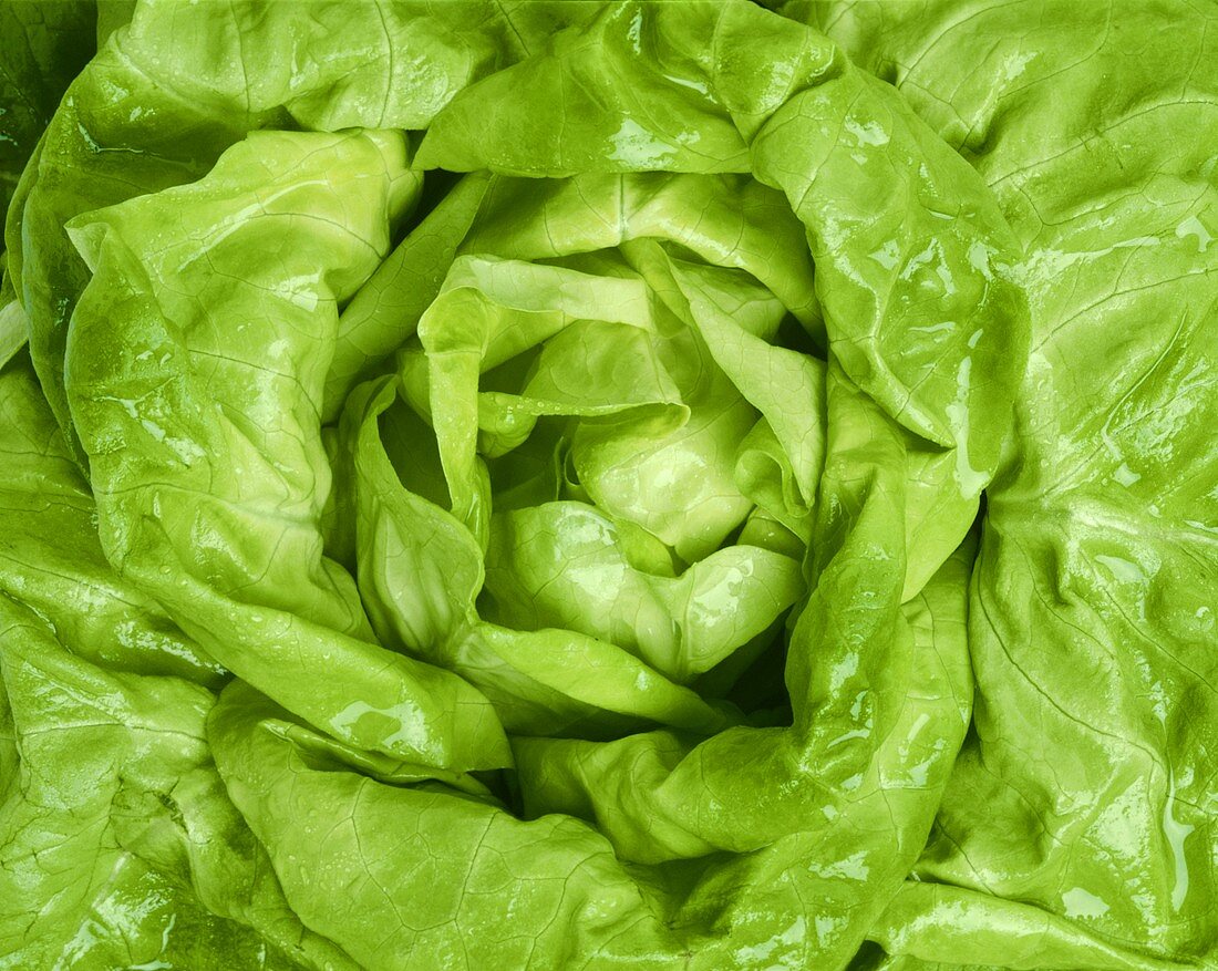 A lettuce (close-up)