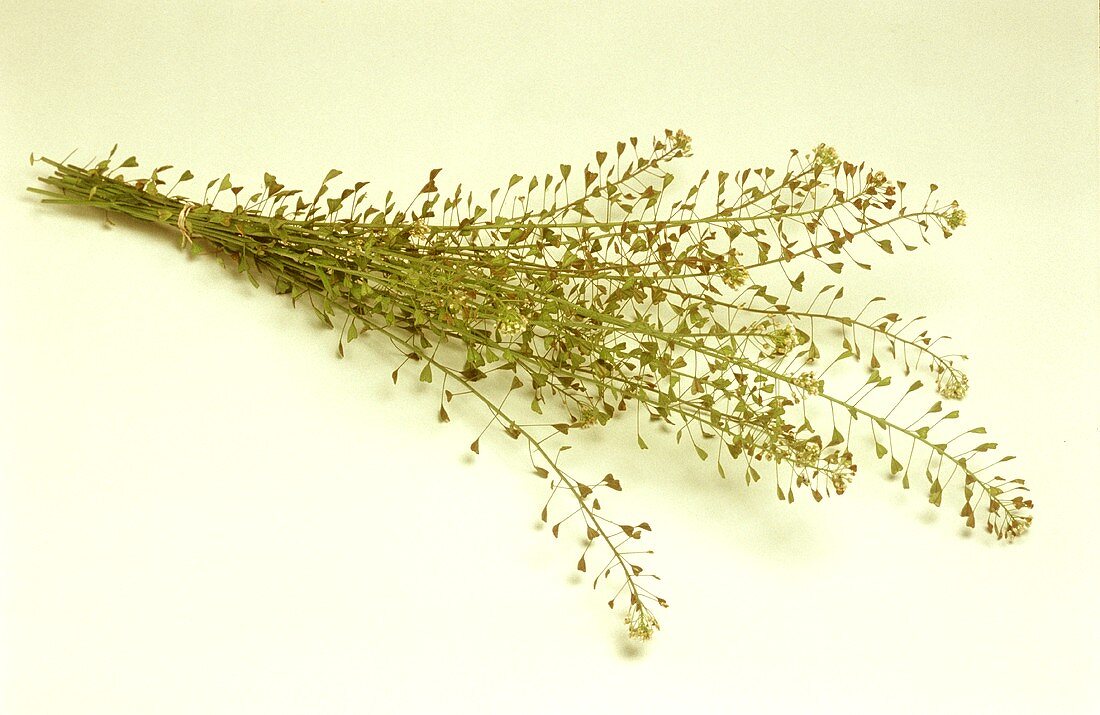Hirtentäschelkraut (Capsella Bursa-pastories), blutstillend