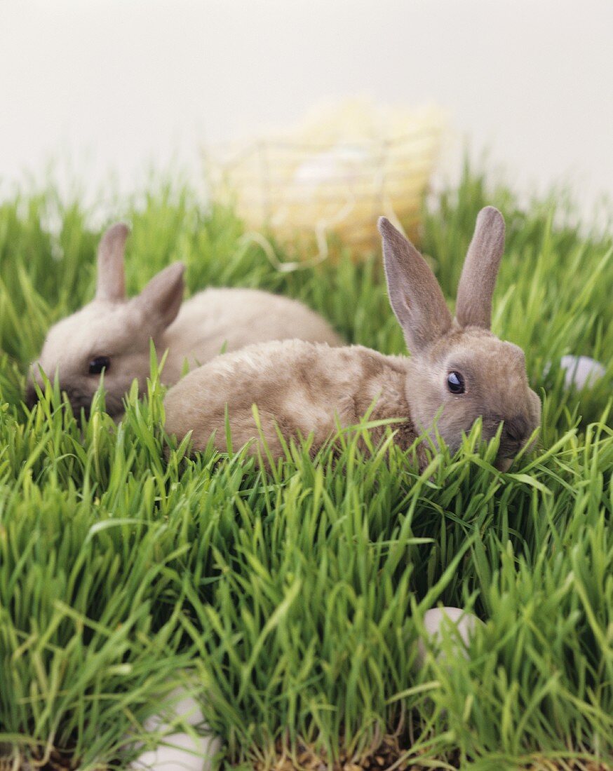 Easter bunny (live rabbit) and eggs in grass