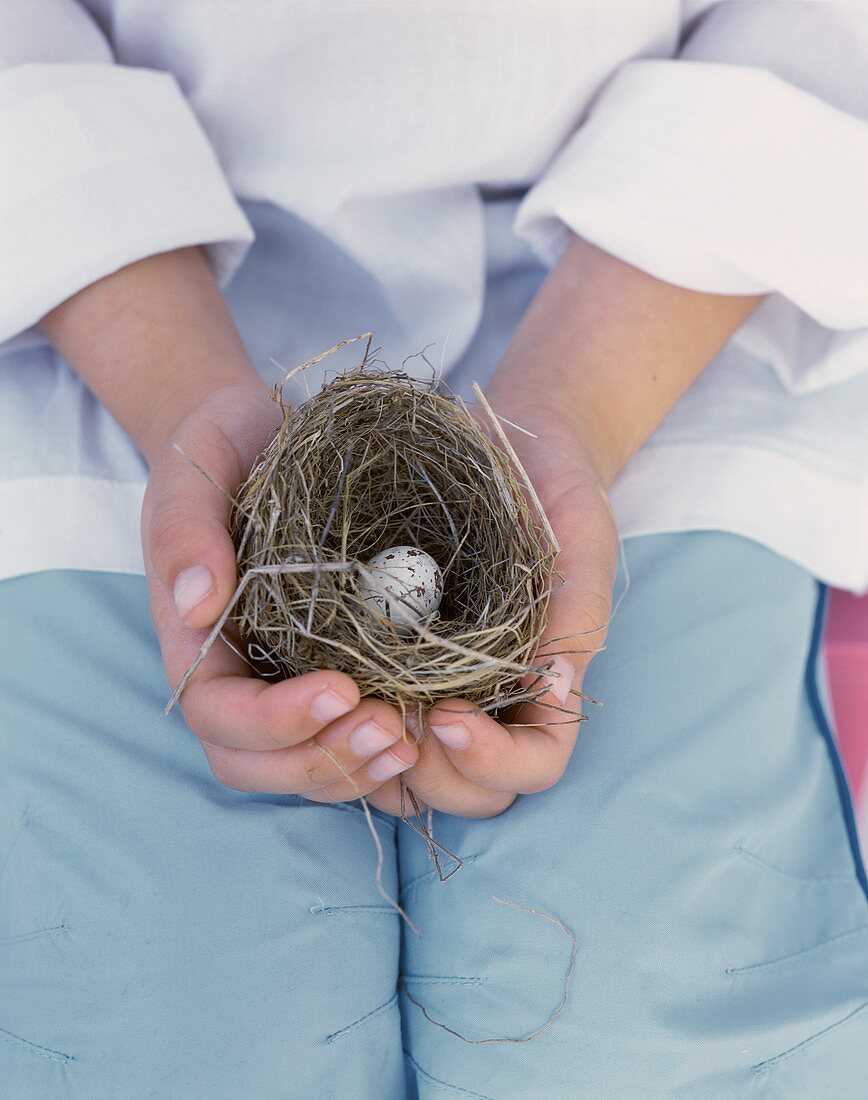 Hände halten ein Wachtelei im Nest