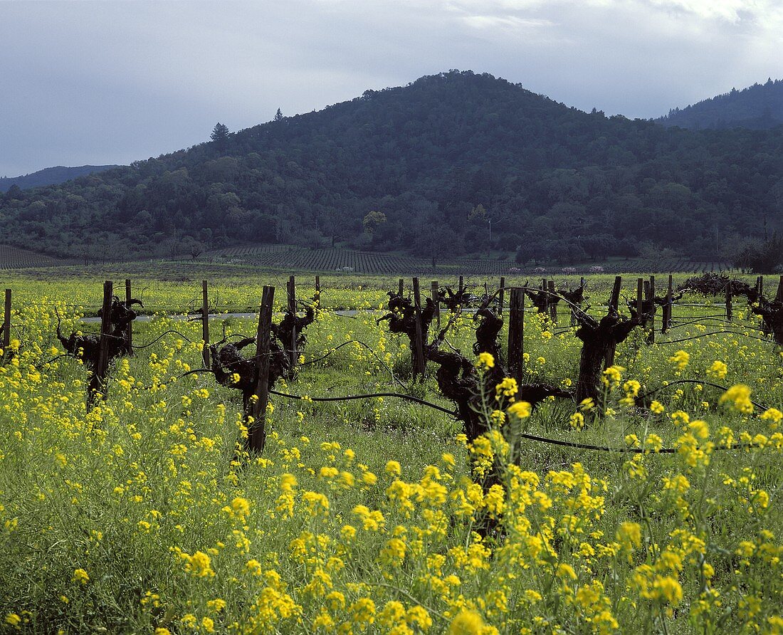 Senfblüten in Martha's Vineyard, Napa Valley, Kalifornien