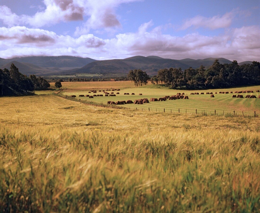 Blick auf ein Weizenfeld im schottischen Spey Valley
