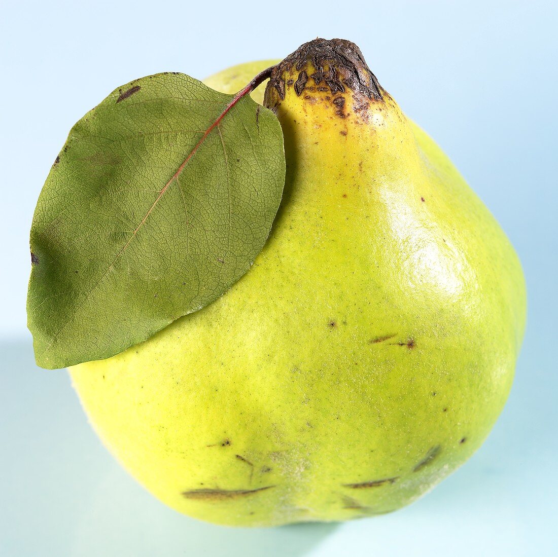 A quince with leaf