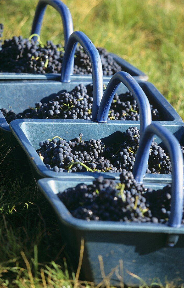 Rotweintrauben in blauen Körben bei der Weinlese in Burgund