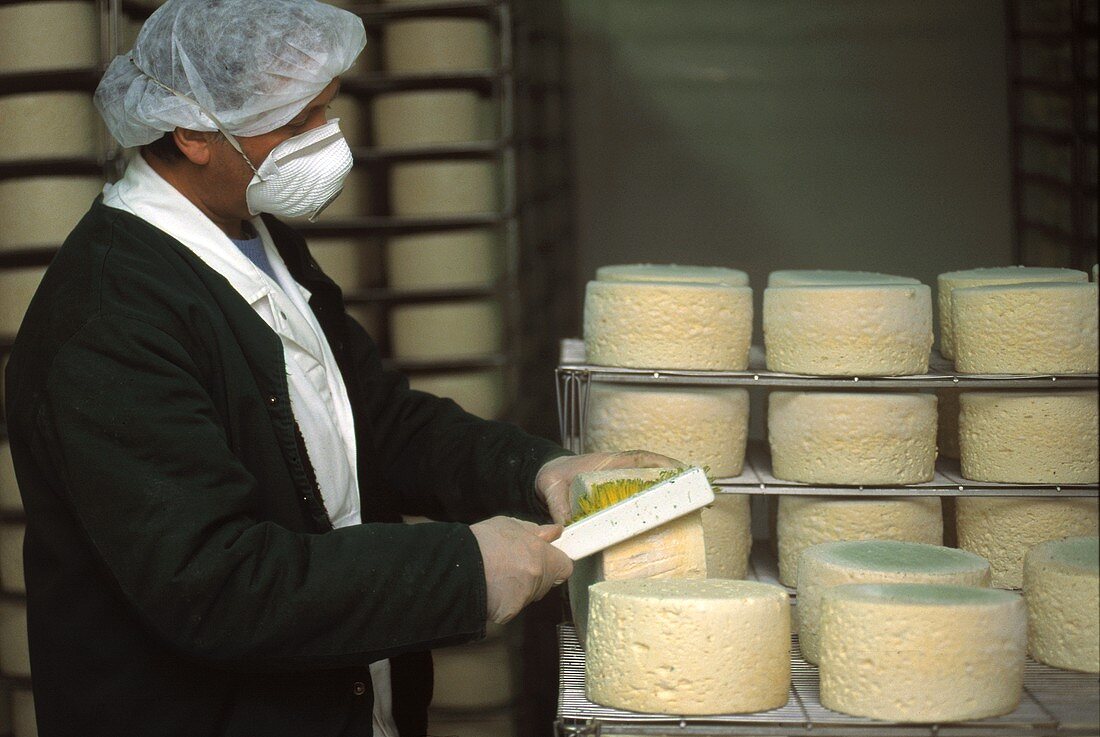 Cheese maker brushing blue cheese in maturing room