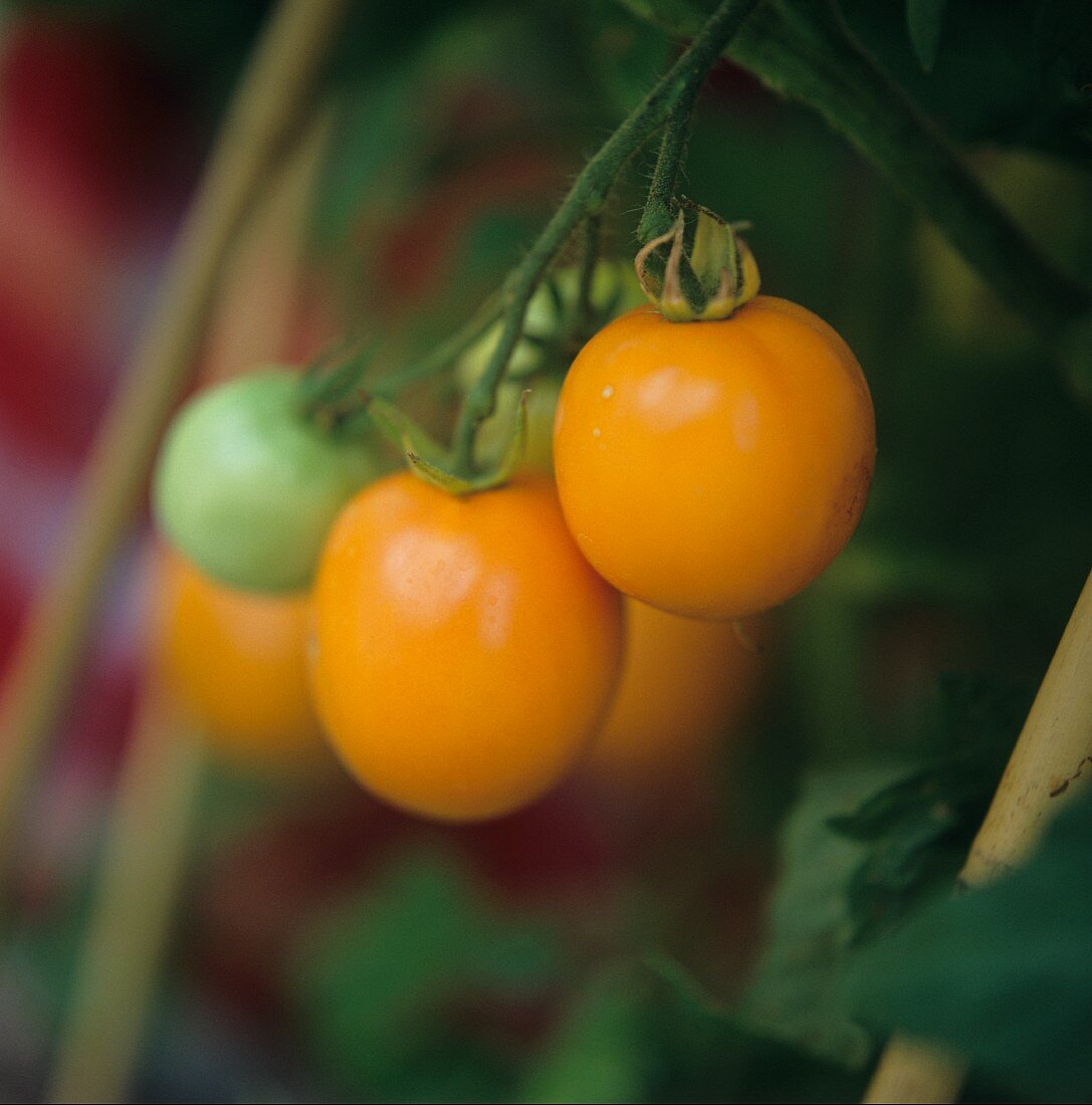 Orangefarbene Tomaten an der Pflanze