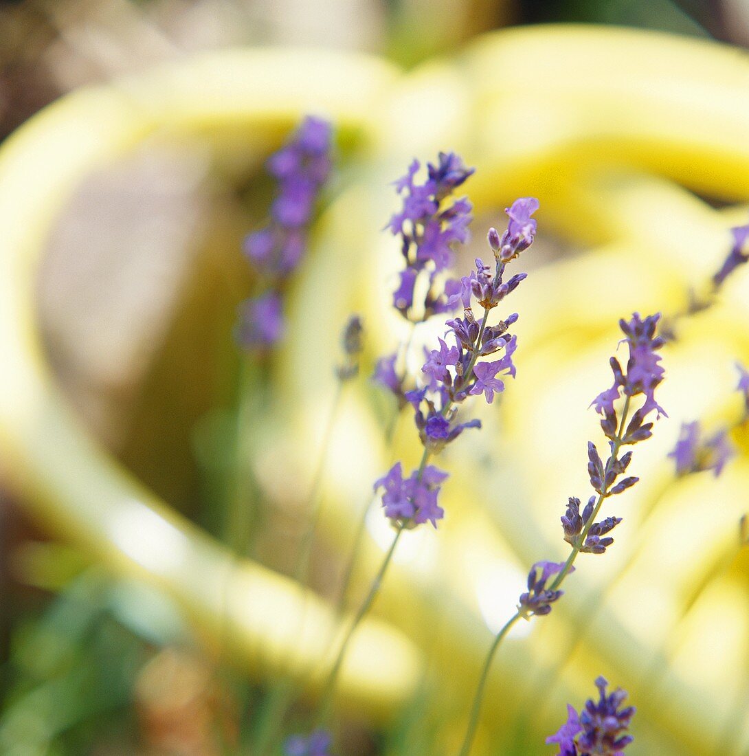 Blühender Lavendel