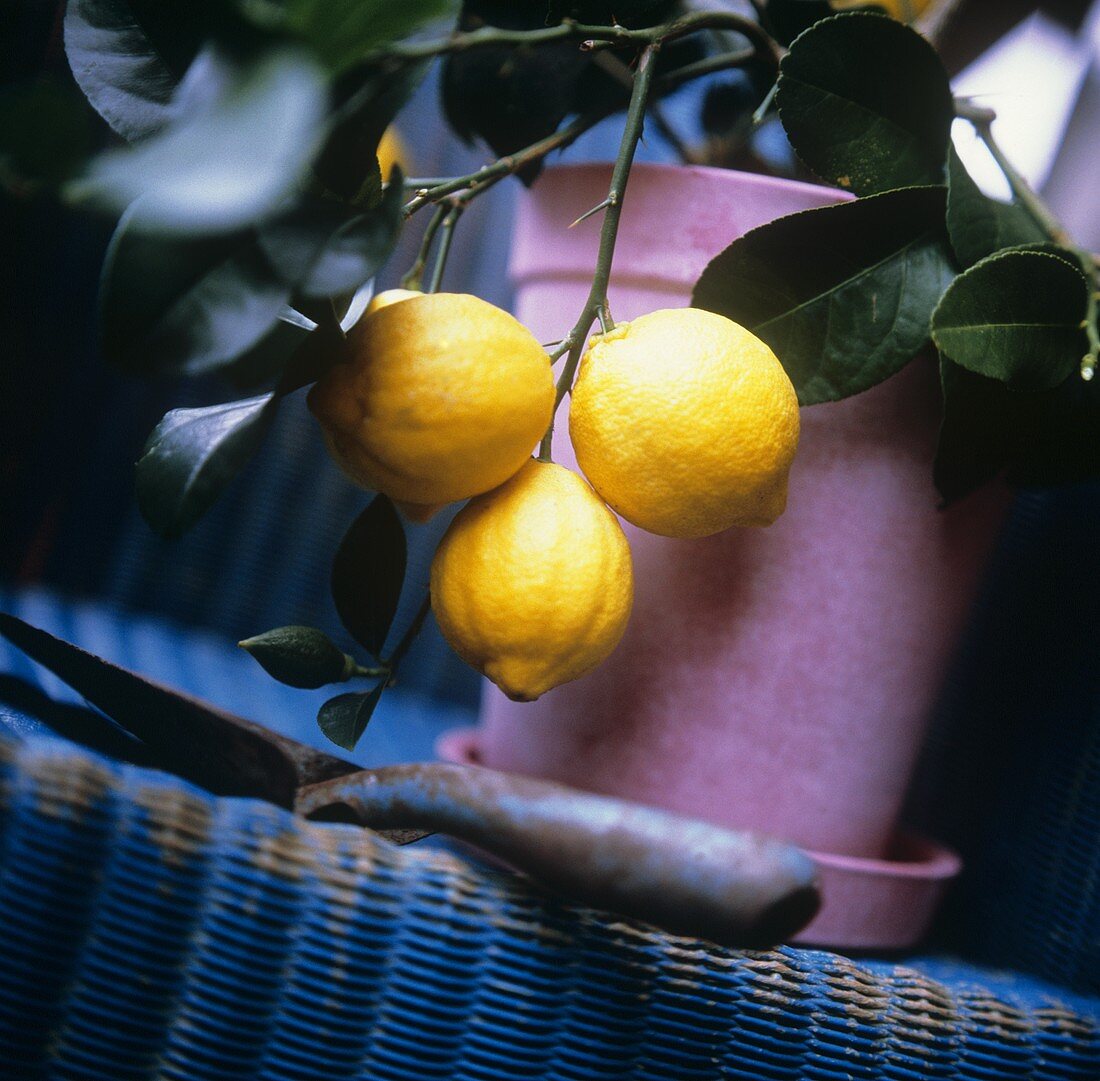 Small lemon tree with ripe lemons in flowerpot