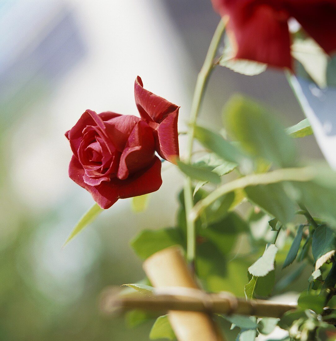 Rote Rosenblüte am Zweig