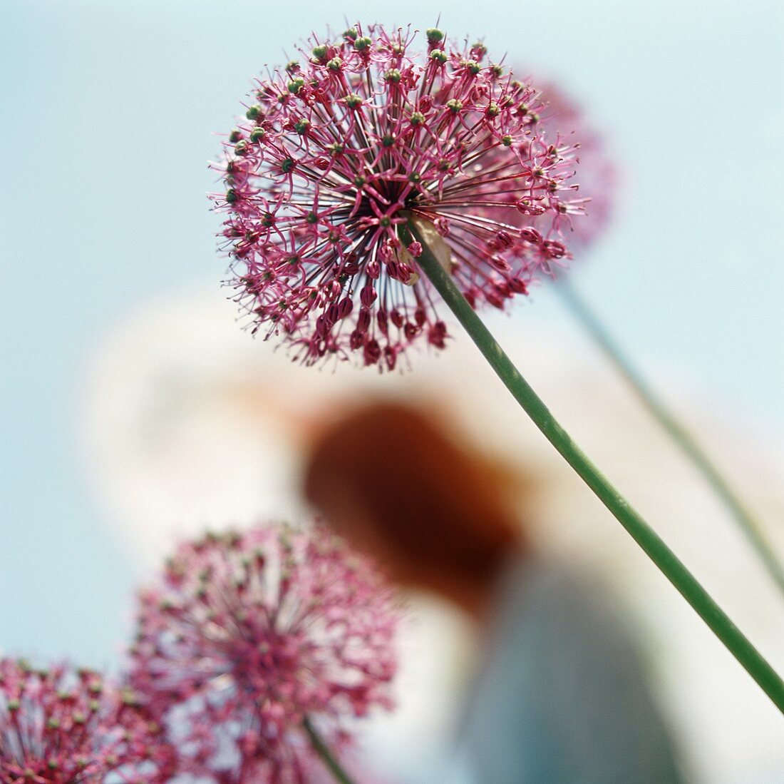 Giant pink onion flowers (Allium giganteum, ornamental onion)