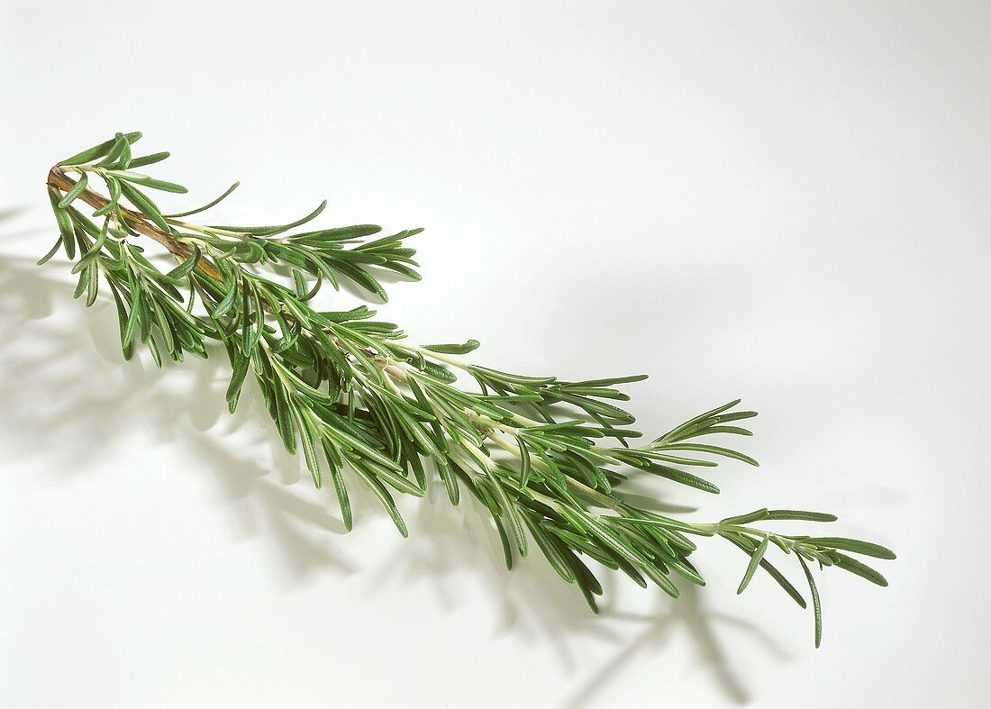 A sprig of rosemary