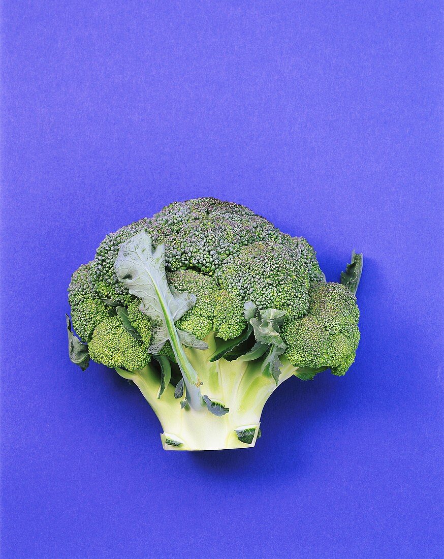 A head of broccoli on blue background