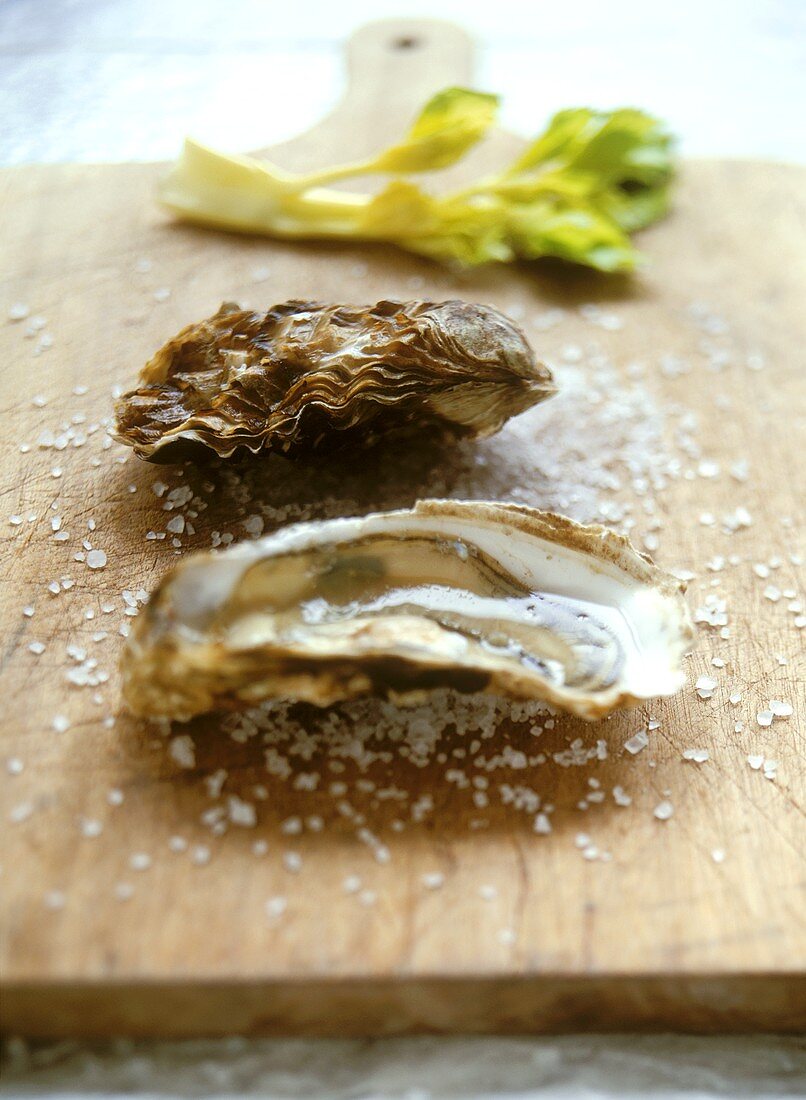 Oysters on salt