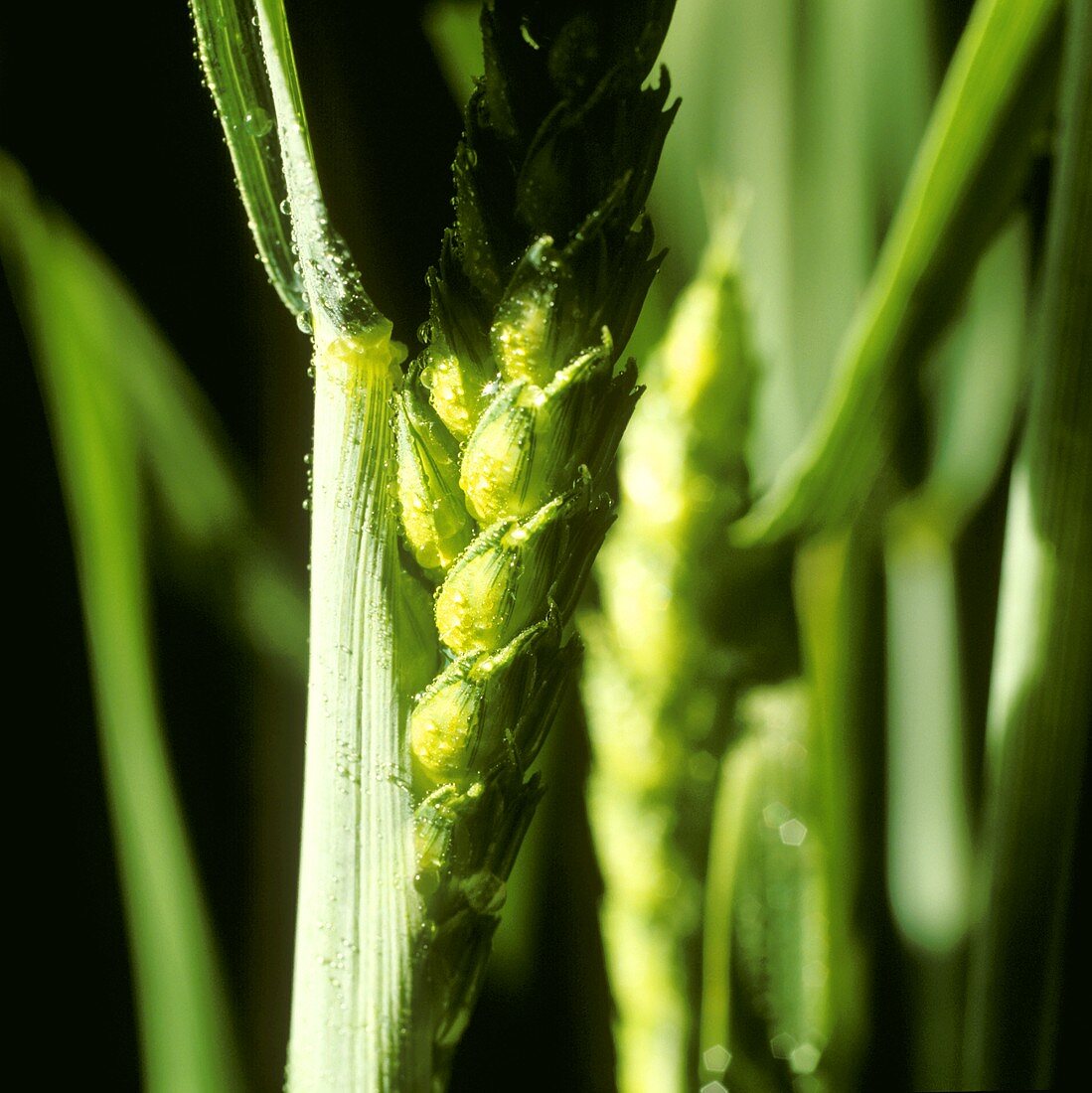 Green ears of wheat