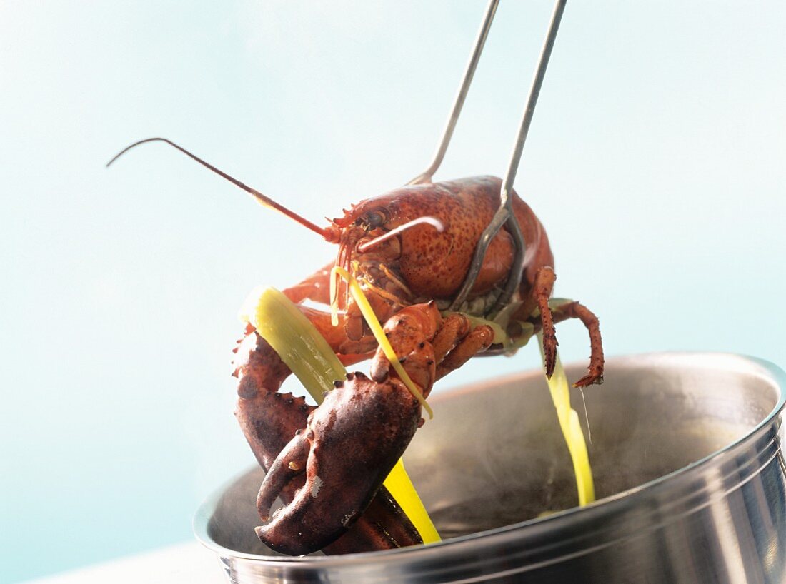 Lifting boiled lobster out of the water with tongs