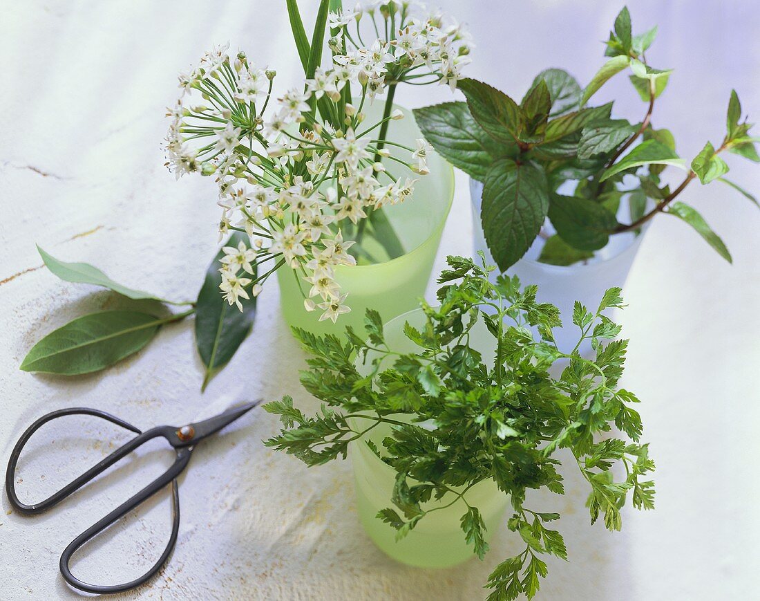 Chervil, mint and garlic chives in beakers