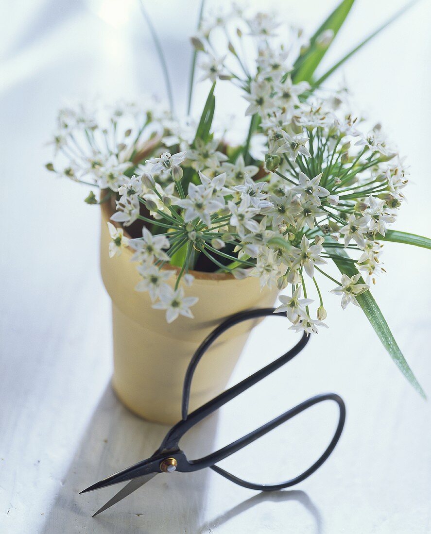 Blühender Schnittknoblauch im Blumentopf, davor Schere
