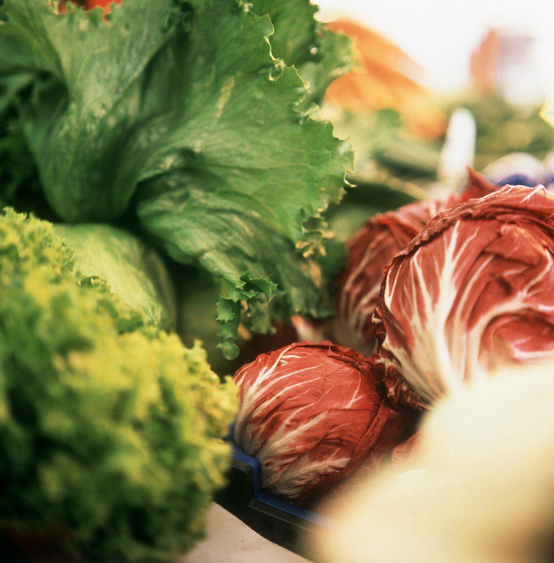 Eisbergsalat, Radicchio und Lollo Biondo