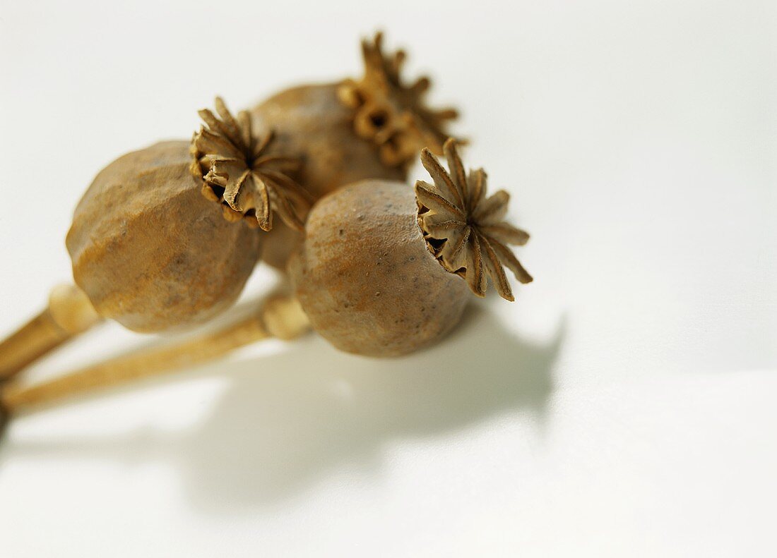 Three opium poppy seed capsules