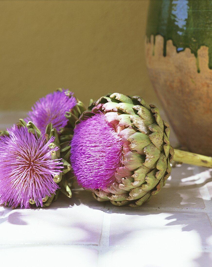 Artichoke flowers