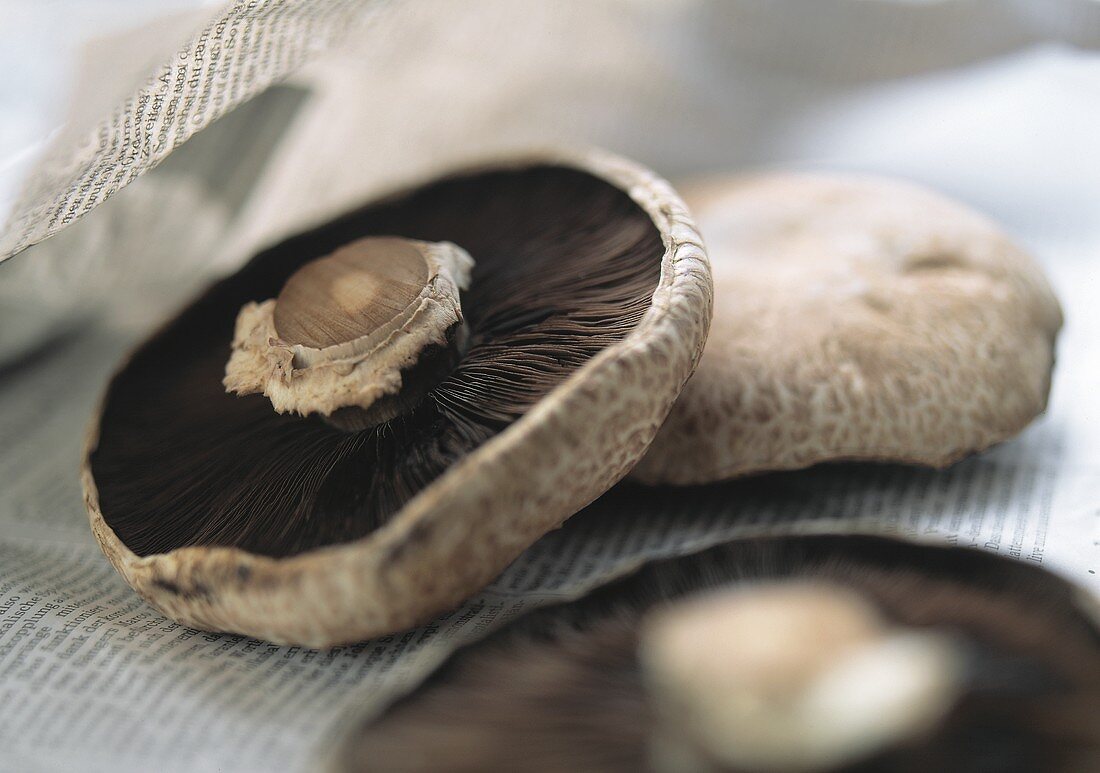 Portabella (Agaricus bisporus; Champignon-Neuzüchtung)