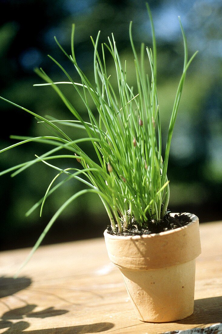 A pot of chives