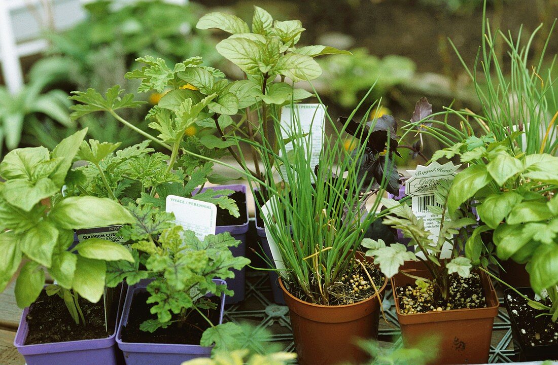 Various culinary herbs in flower pot